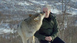 Accepted into a Wolf Pack | Snow Animals | BBC Earth