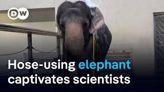 Elephant displays sophisticated hose skills at Berlin Zoo and fascinates scientists | DW News