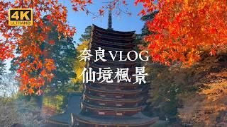 【Nara VLOG】The ultimate maple scenery in Nara! Suburban Maple Viewing Wonderland Adventure