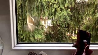 Sochi The Cat: crazy bird / s04.e04 HD
