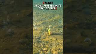 Testing the 5 Styles of Z-Man Micro Finesse BaitZ #shorts