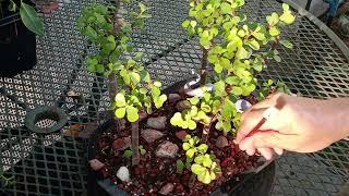 pruning portulacaria Afra Forest hand a weeping PA