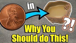 3 Cleaning Hacks for Reptile Owners!