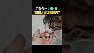 고양이는 사람 말 얼마나 알아들을 수 있을까? #고양이언어 #고양이말 #고양이