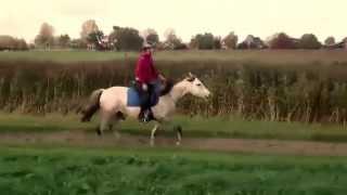 Parelli Inspirational Minute - Bridleless