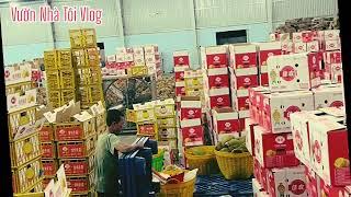 Sầu riêng nhà vườn cắt bán kho trả cọc cho lái - vườn nhà tôi vlog