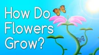 How Do Flowers Grow From Seeds?