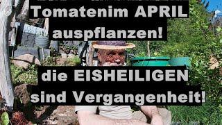 Tomaten am 27 April auspflanzen ins Freiland! JETZT ist der richtige Zeitpunkt!