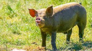 Free Range Pig Farm