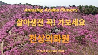 [Healing Music Travel]대구달성 비슬산 진달래(참꽃)군락지 드론영상 FHD [Beautiful Azalea flowers view of Biseulsan M.T]