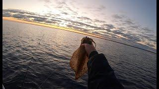 The early bird gets the squid  Squid hunting at daybreak Squid vid 32