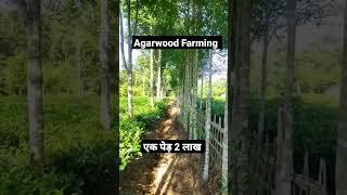 25 लाख का Agarwood पेड़ #agarwood #shorts