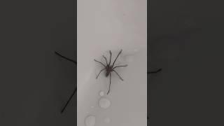 How to get rid of giant house spider #gianthousespider #spider #giantspider