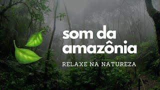  Sound of the Amazon Rainforest (Sound of Nature to Relax and Meditate)