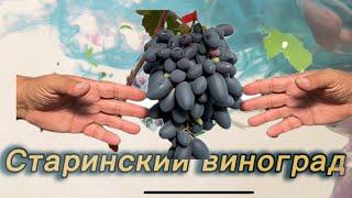 #24/17 Беларусь. В гостях на винограднике Петра Кишени. Старинский виноград. Минская обл. д. Старино