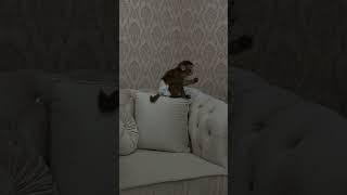 #обезьянавдоме #смешныевидео #обезьяны #shorts#babymonkey