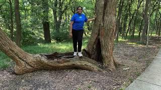 Cotton Wood Creek Trail, Allen TX