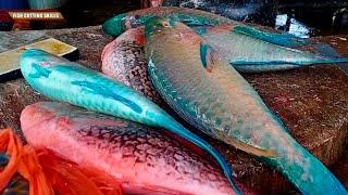 Amazing Fish Cutting Skills l Japanese Street Food l Giant Parrotfish Sashimi Okinawa Japan