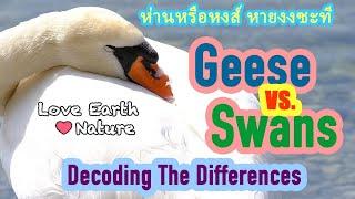 ห่านกับหงส์ต่างกันตรงไหน DISTINGUISHING BETWEEN GEESES AND SWANS