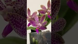 орхидея фаленопсис Phalaenopsis Alfinia Phalaenopsis Violacea x Finley