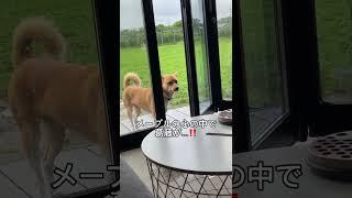 雨とメープル#さかがみ家 #保護猫 #保護犬 #cat #dog #坂上忍