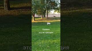 Ошибки - это ОК #психология #обесценивание #развитиечеловека
