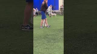 Международная выставка собак «Шоу Чемпионов». Алматы. Казахстан. International Dog Show. June 2023