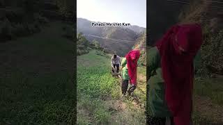 Uttarakhand Village Lifestyle #shots #uttarakhand #kumauni #villagelife #pahadi #devbhoomi #viral