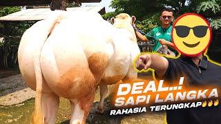 Deal 100% Belgian Blue, Belum Sampai Kandang langsung Dibeli Irfan Hakim