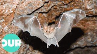 Exploring The Bats That Live In The Rainforests Of Central America | Our World