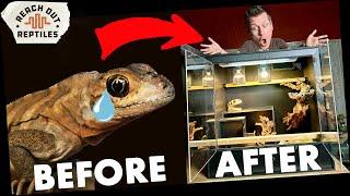 My Iguana Got An INSANE Enclosure Upgrade!