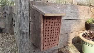 Make a hotel for hairy-footed flower bees!