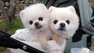 강아지가 사진이 너무 찍기 싫을 때!
