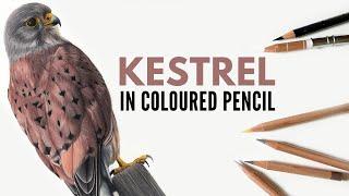 Drawing a Kestrel in Colored Pencil | Bird of Prey in colored pencil | Realistic Pencil Drawing