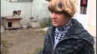 В Омске ограблен приют для животных, убиты пять собак