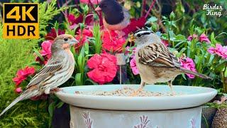 Cat TV for Cats to Watch  Beautiful Birds and A Cute Mouse  8 Hours 4K HDR