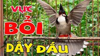 Chào Mào Hót Kích Chào Mào Bổi Căng Lửa- Xổ Giọng #chàomàohót