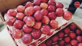 Solan Mandi में आज सेब के दाम | Apple Market in Solan Mandi| Himalayan Farming | Live Update