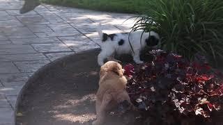 Mini Bernedoodle Puppies For Sale