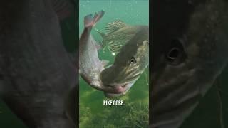 PIKE CORE ️ #pike #fishing #underwater