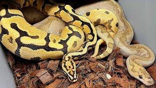 Why Is Your Ball Python Breeding Failing? How To Maximize Your Males!!