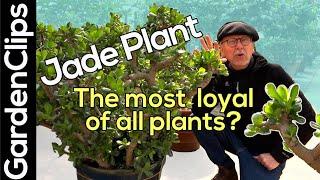 Jade Plant - Crassula ovata - What makes Jade Plant such a loyal and easy to care for houseplant?