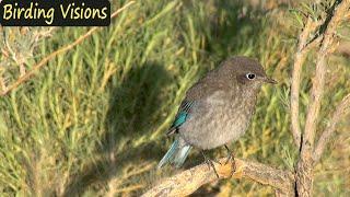 Mountain Bluebird young - Great Sand Dunes Colorado