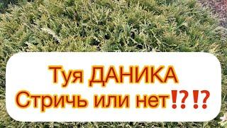 Туя ДАНИКА. Стричь или нет⁉️⁉️