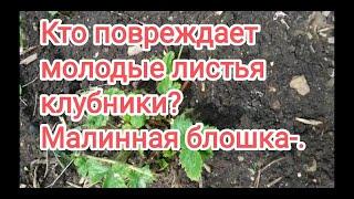 Кто ест молодые листья клубники? Малинная блошка- как бороться.