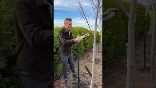 It’s a great time to plant trees but it’s important to have them stay up. Here’s how I stake them!