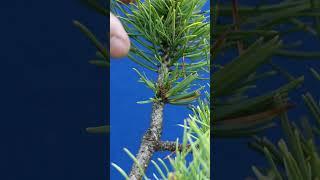 IT REALLY WORKS!!!  How to get NEW buds on Mugo Pine Bonsai