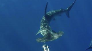 ENCUENTROS con TIBURONES en TENERIFE , ISLAS CANARIAS // Pesca Submarina - @deivid.af