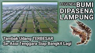 BUMI DIPASENA-LAMPUNG | TAMBAK UDANG TERBESAR SE ASIA TENGGARA @JOHNIKHSAN354