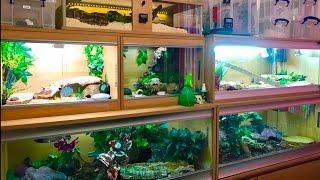 REPTILE ROOM SPECIAL! (February 2017)